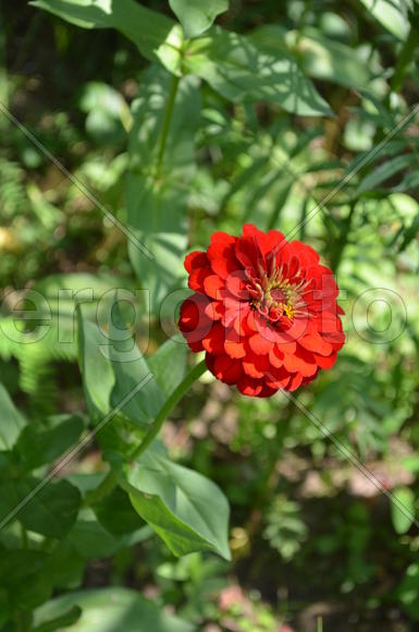  Ци́нния или Циния (лат.  Zínnia) астровые (Asteraceae): алое соцветие