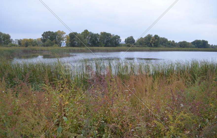 Деревья на берегу озера 