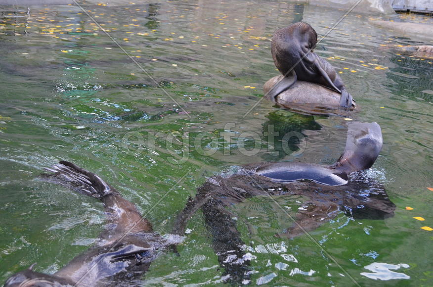 Тюлени в заповеднике 
