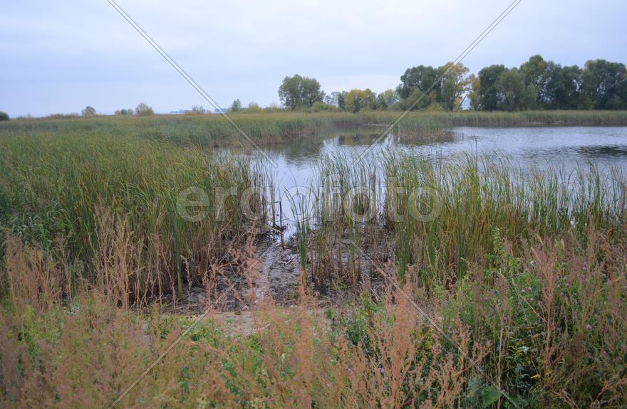 Деревья на берегу озера 