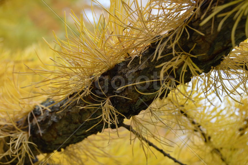 Золотая осень. Пожелтевшая листва