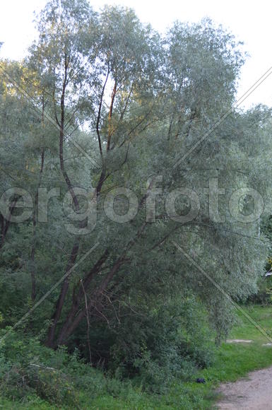 Дерево с пышной кроной растущие на склоне 