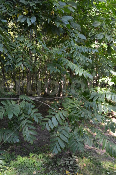 Зеленый бук