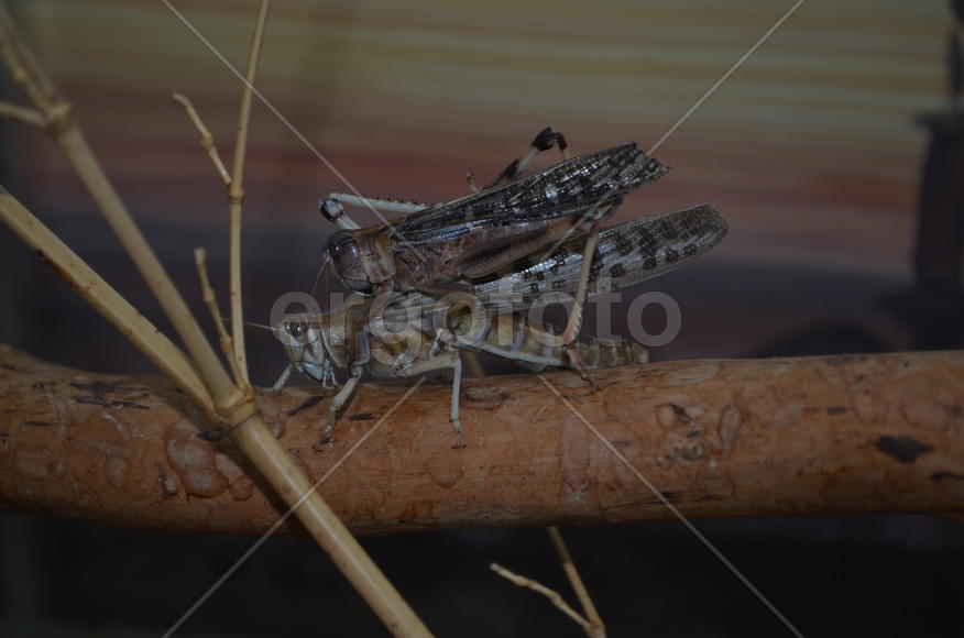 Пара кузнечиков в террариуме 
