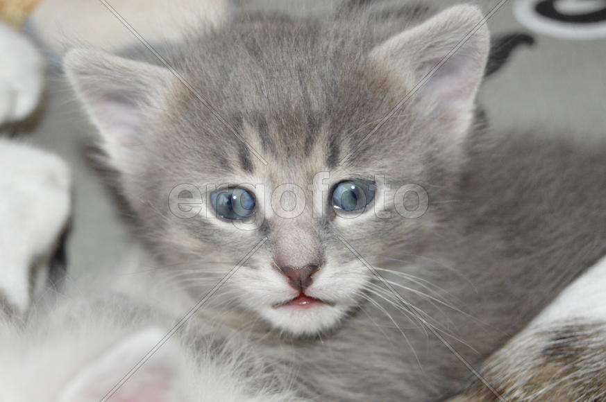 Серый дымчатый  котенок в полоску