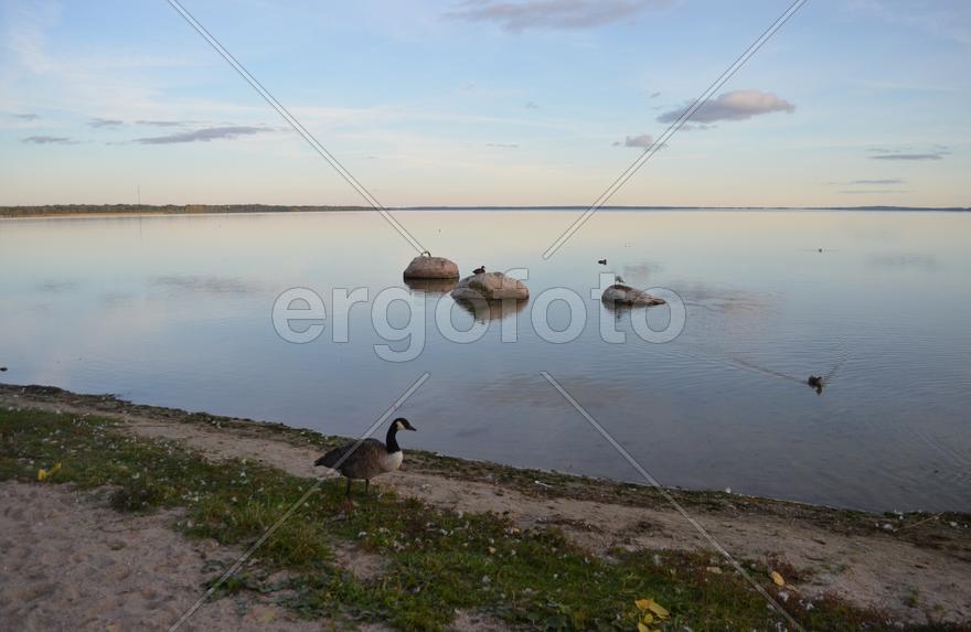 Дикие утки на берегу водоема 