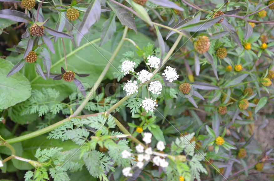 Белые полевые цветы 