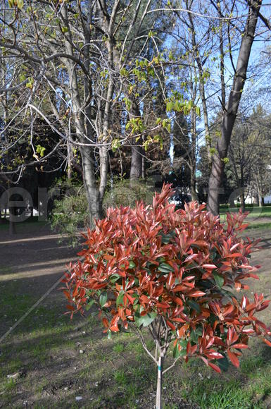 Красный куст