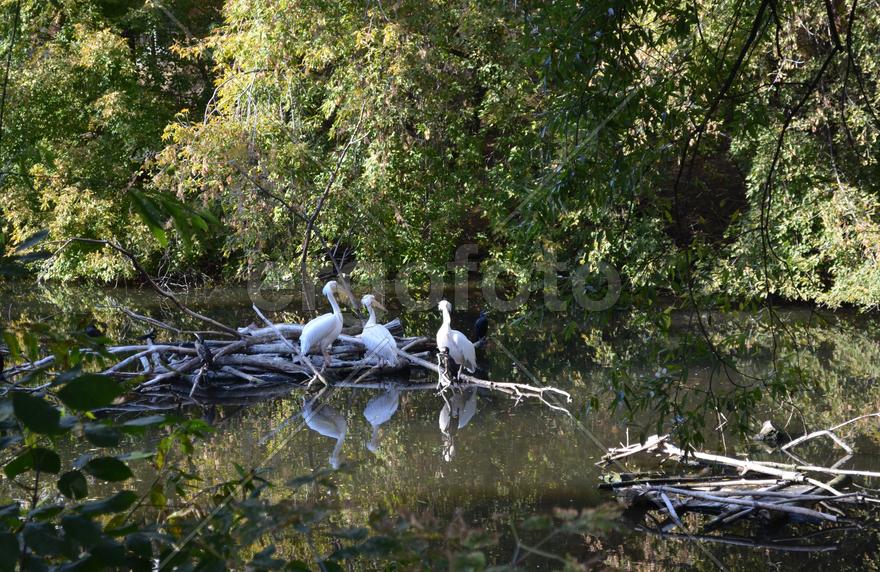 Пеликаны плавают по водоему 