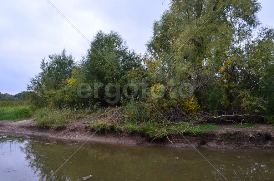 Деревья на берегу озера 