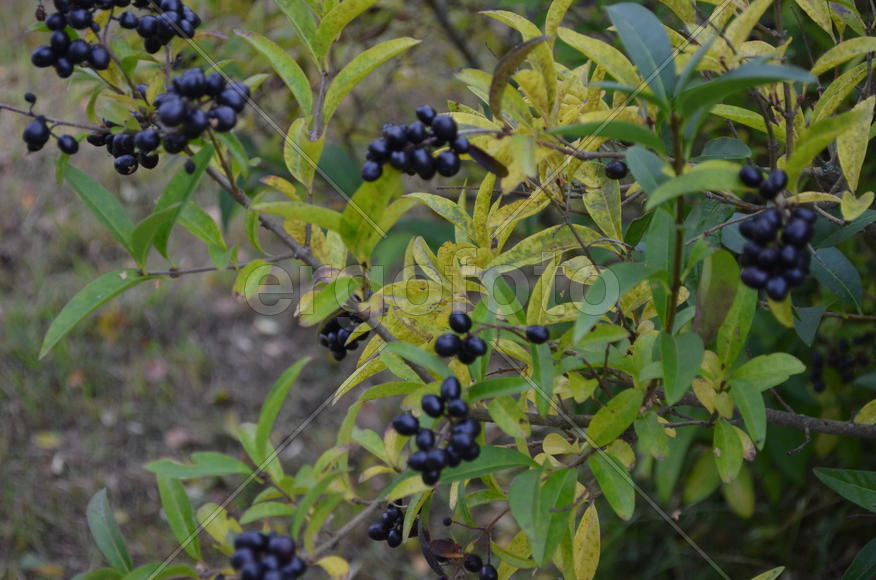 Время урожая