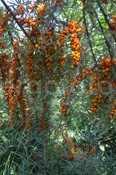 Облепииха (Hippóphae) сем.: Elaeagnaceae: оранжевый занавес