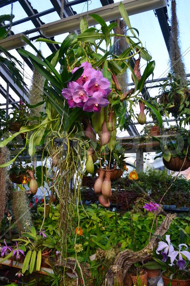 Phalaenopsis, Nepēnthes и компания