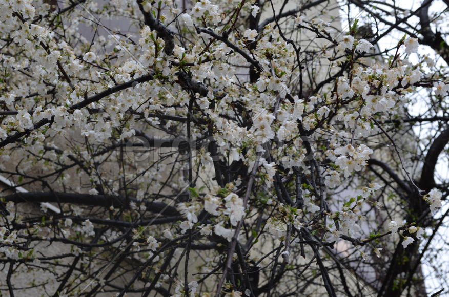 Белая роскошь цветущих весной деревьев