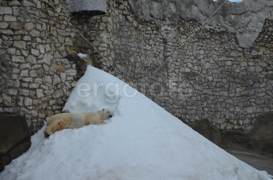 Белый медведь 