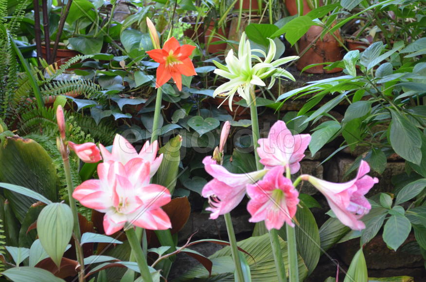  Hippeástrum гиппеаструм:  зонтиковидное соцветие