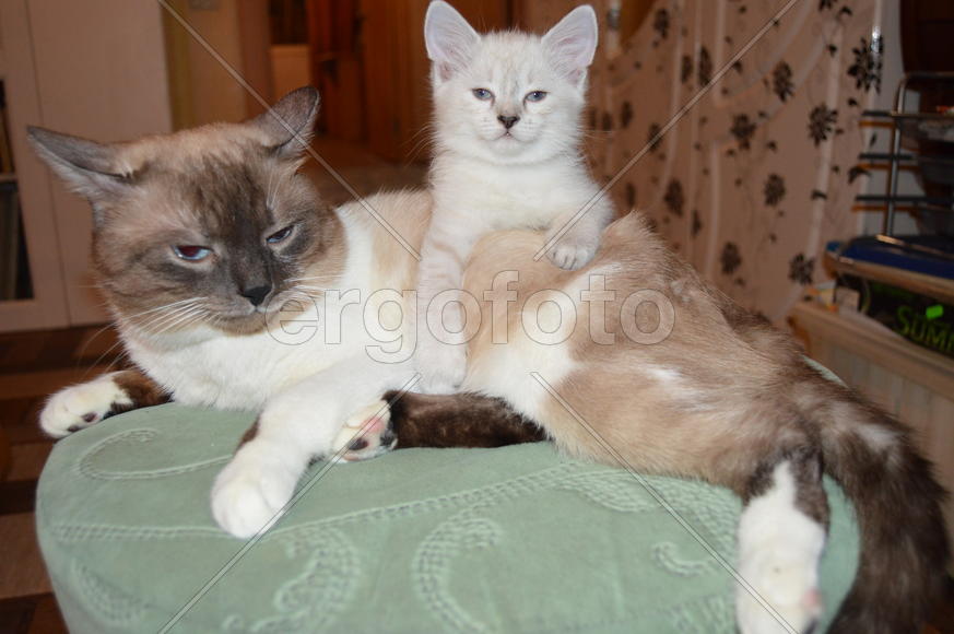 Тайский котенок сидит аверхом на тайском коте