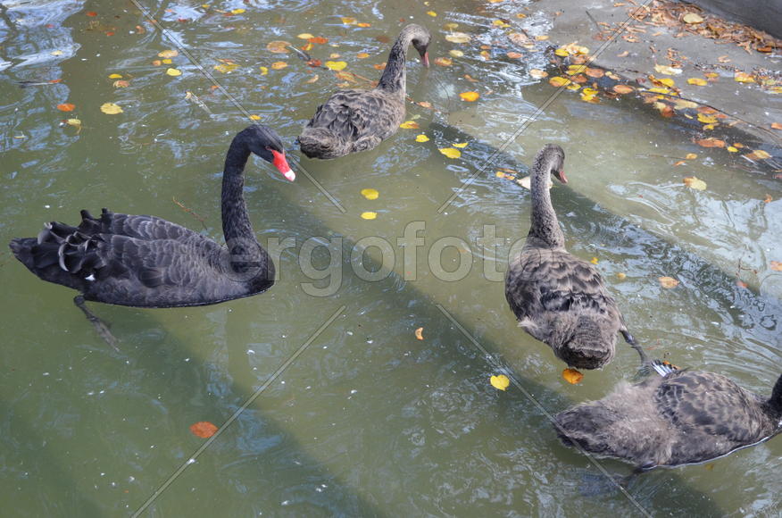 Серые лебеди плавают по воде 