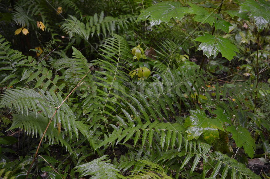 Лесные растения 