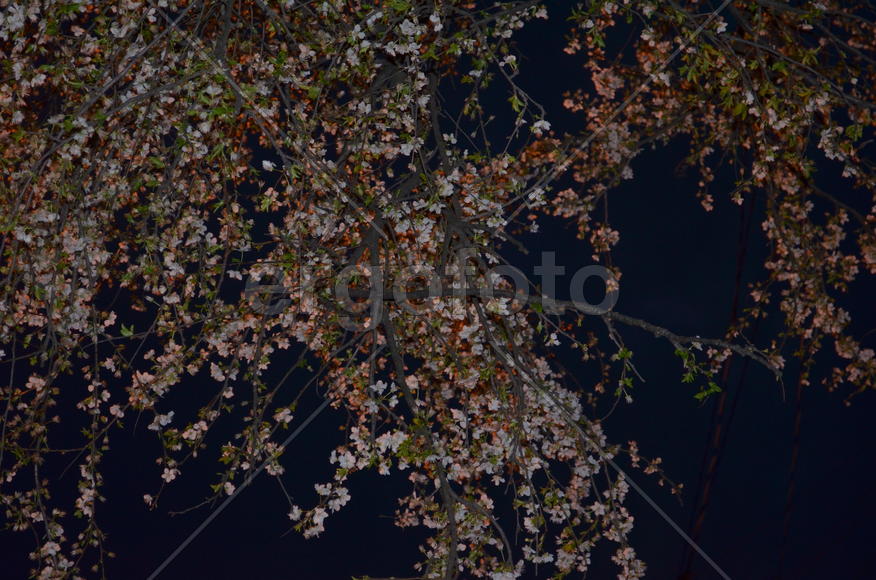 Вишневый сад