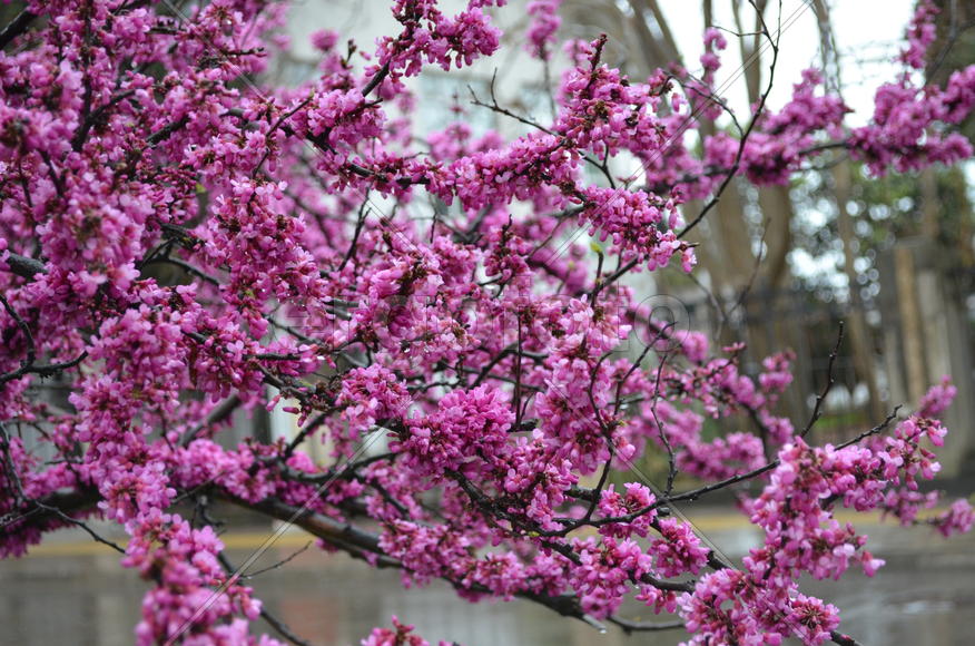Церцис европейский (Сercis siliquastrum), богрянник европейский  или Иудино дерево