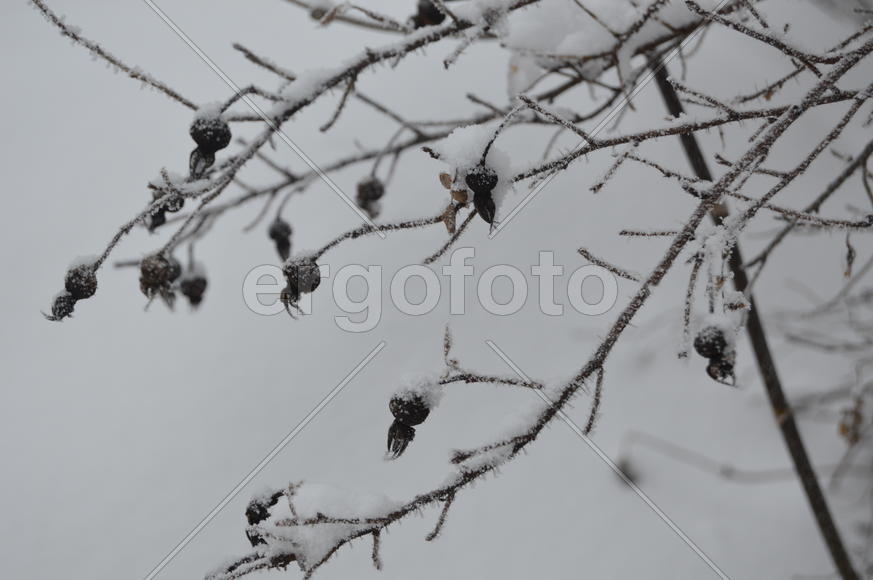 Снег на ветках