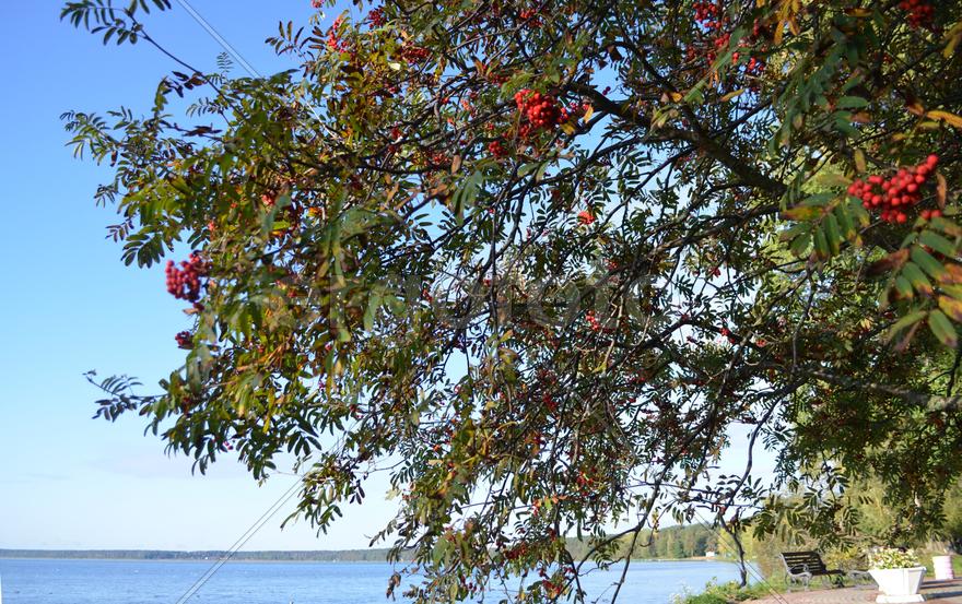 Побережье озера Нарочь в Белорусии  с цветущей калиной на берегу 