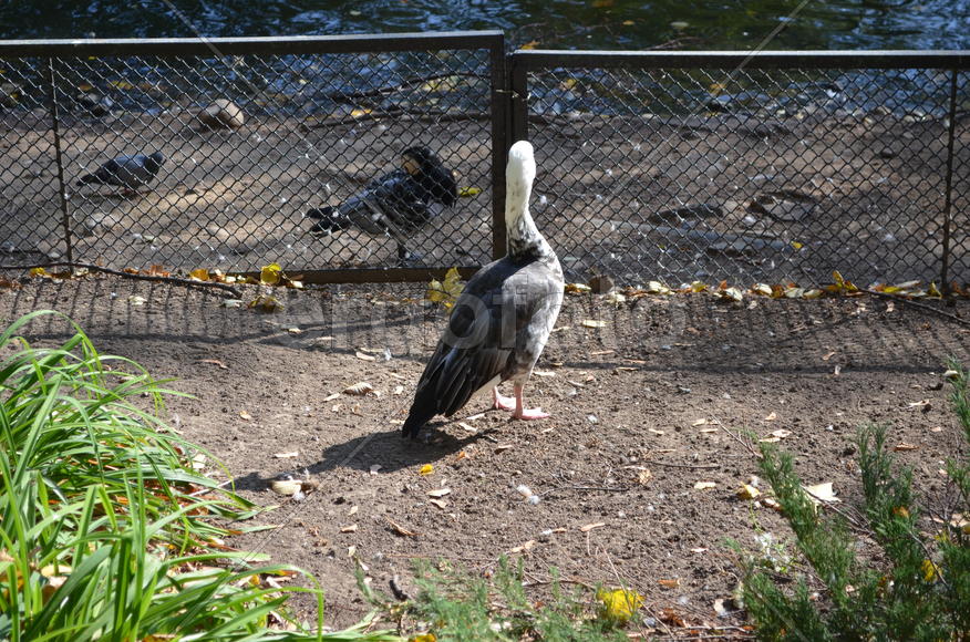 Серо-белая птица ну  водоема 