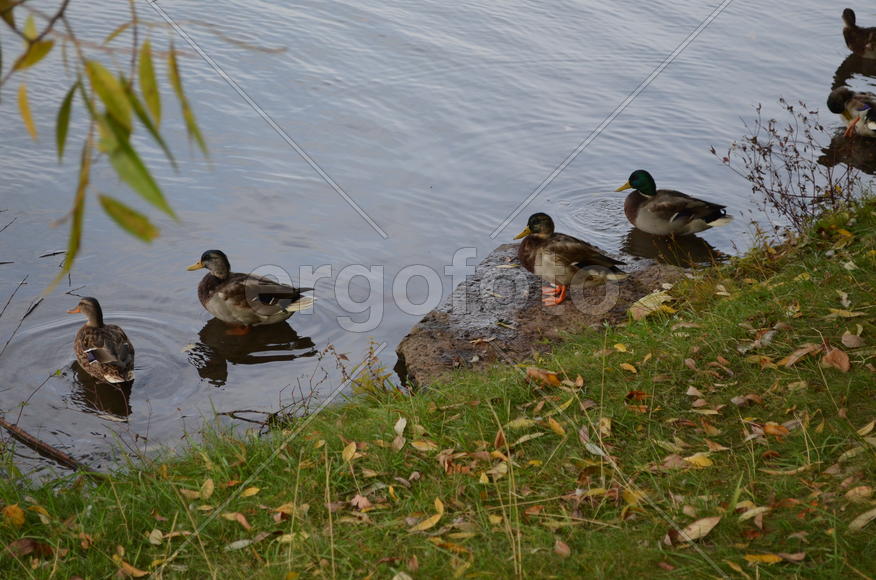 Здесь наш дом