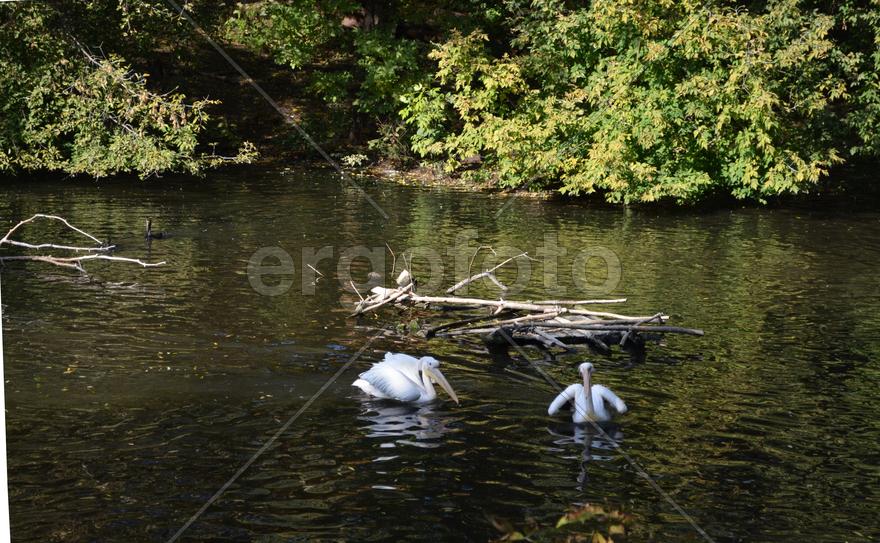 Белые пеликаны плавают по водоему 