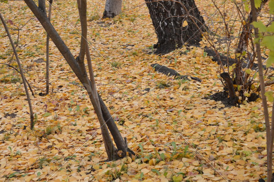 Золотая осень. Пожелтевшая листва осенью 