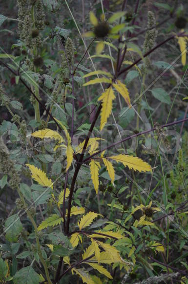 Дикие зеленые растения летом 