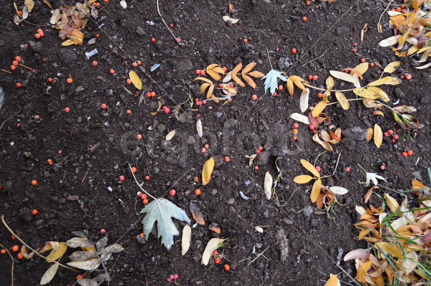 Золотая осень. Пожелтевшая листва ранней осени 