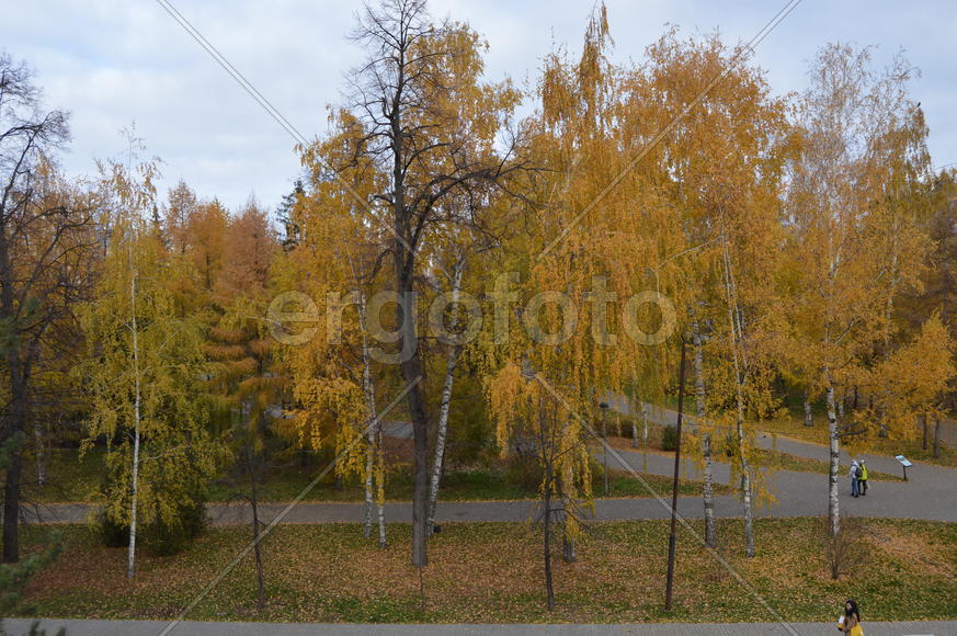 Золотая осень. Пожелтевшая листва осенью 