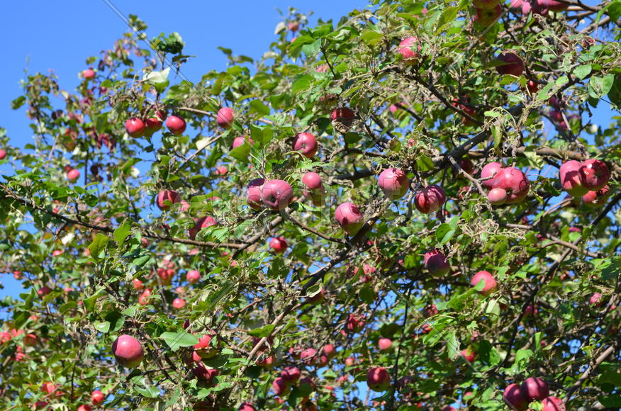 Плоды яблони на ветках дерева 