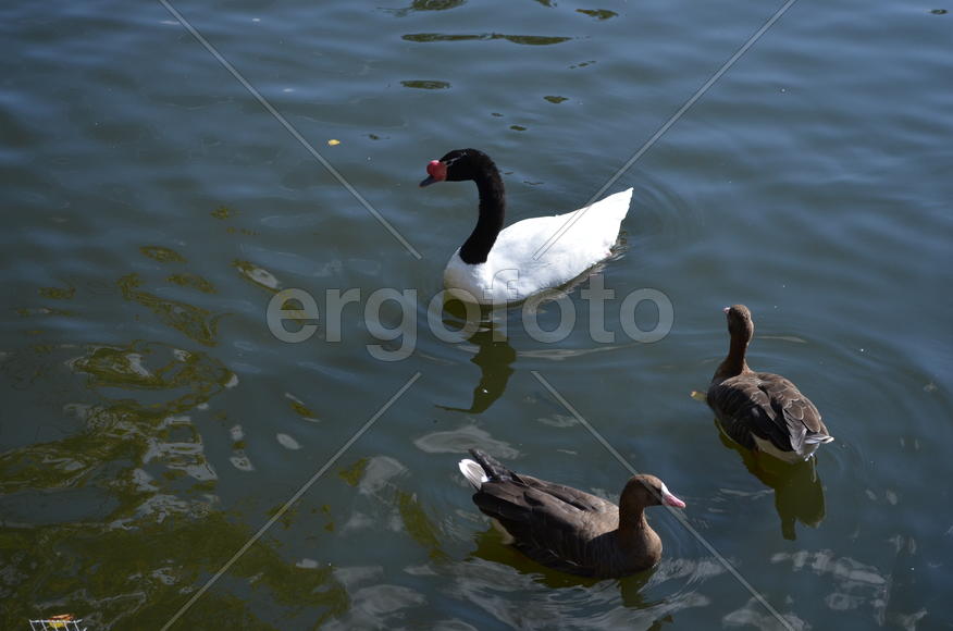 Утки плавают по водоему 