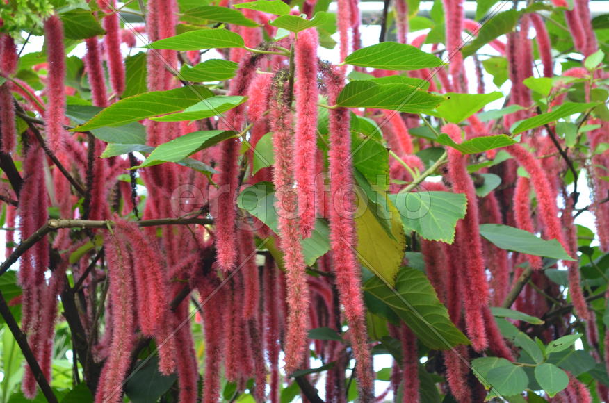 Ака́лифа Acálypha: в малиновых сережках