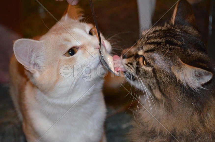 Кошка кушает с ложки 