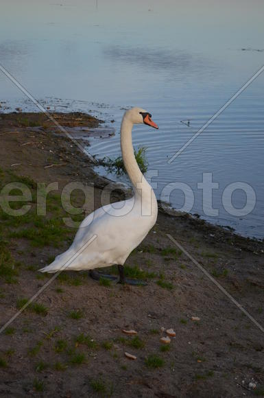 Дикие утки на берегу водоема 