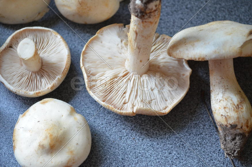 Несъедобные грибы белого цвета 
