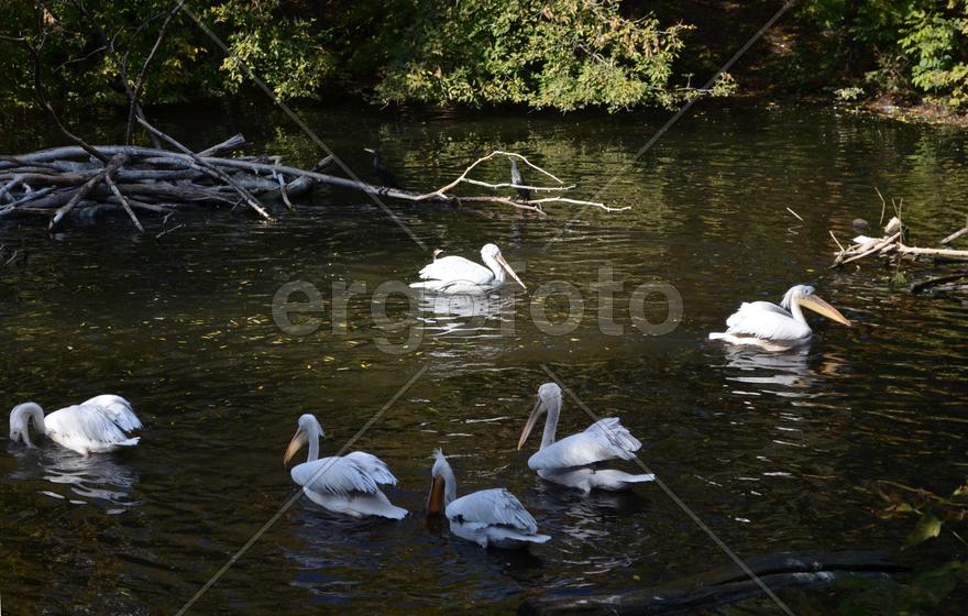 Пеликаны плавают по водоему 
