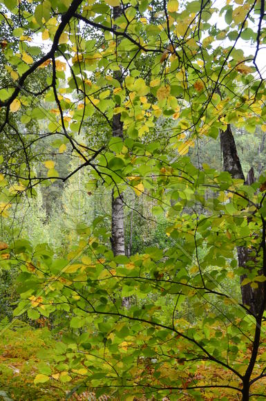 Пейзаж в чаще леса 