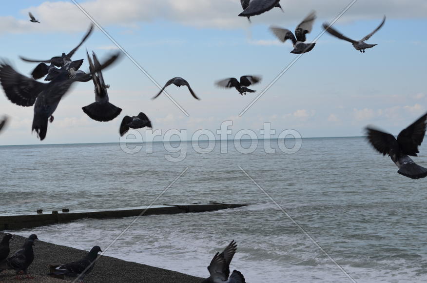 Голубиное утро на море