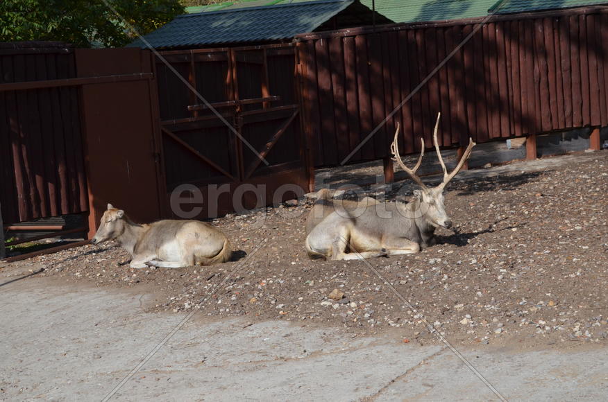 Крупный рогатый скот 