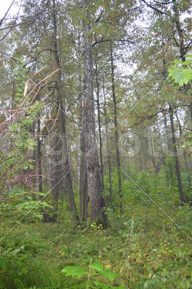 Пейзаж в чаще леса 