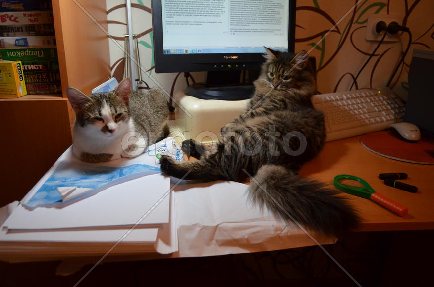Кошки спят на столе 