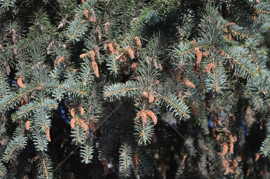 Шишки на ветках ели 