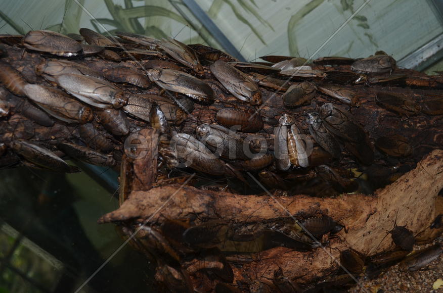 Мадагаскарские тараканы 