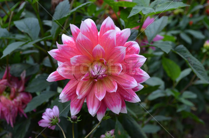 Розовое соло