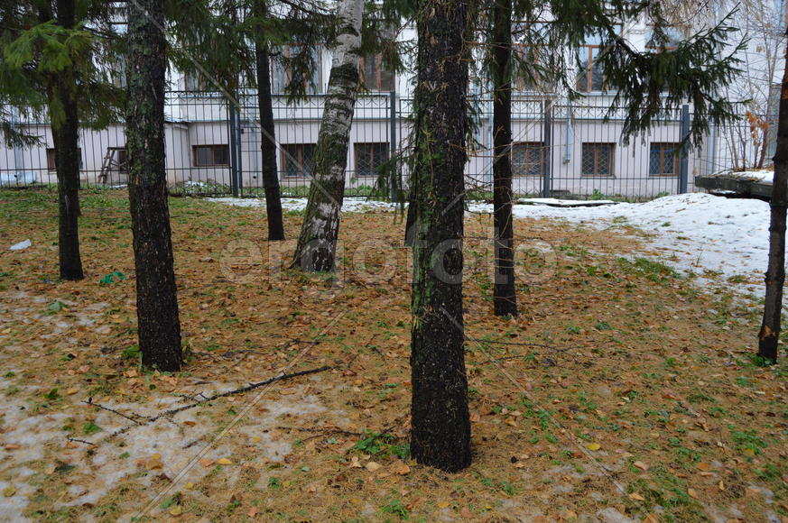 Первый снег поздней осенью 